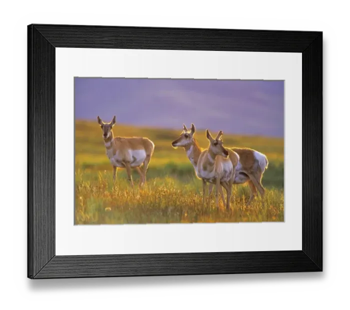 Framed Print : Pronghorn Antelope Framed Print : Pronghorn Antelope