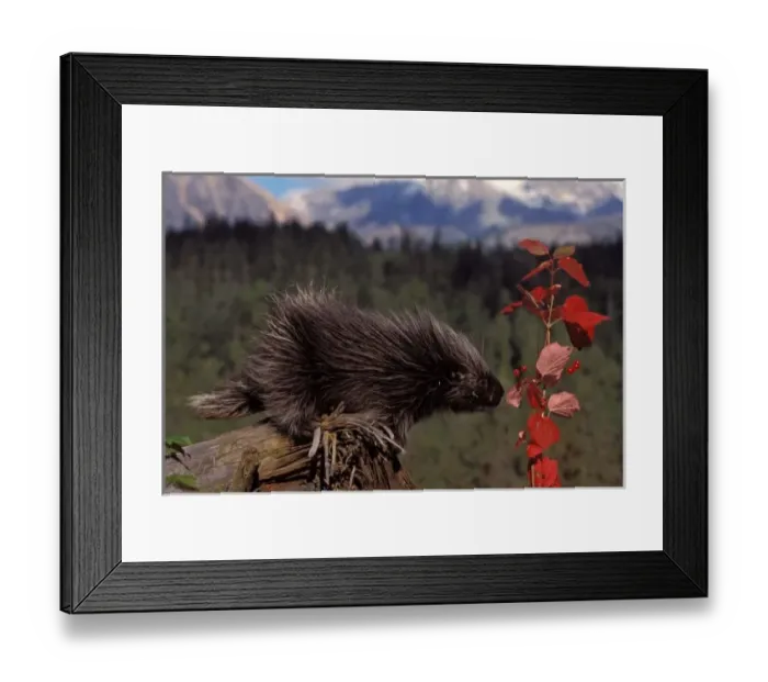 Framed Print : common porcupine, Erethizon dorsatum, feeding on high brush cranberry leaves, Takshanuk mountains Framed Print : common porcupine, Erethizon dorsatum, feeding on high brush cranberry leaves, Takshanuk mountains