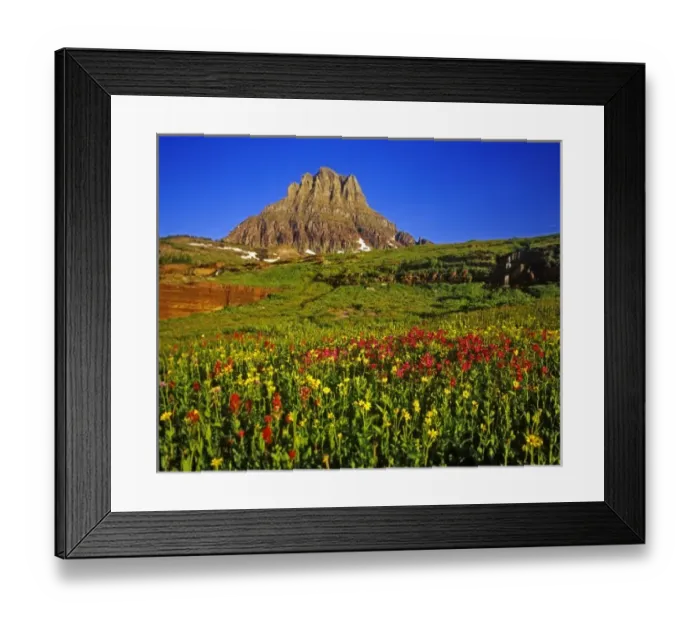 Framed Print : Alpine wildflowers at Logan Pass in Glacier National Park in Montana