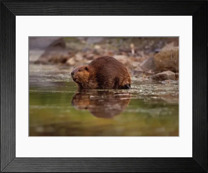 Framed Print : beaver, Castor canadensis, goes for a swim in a kettle pond, Denali National Park Framed Print : beaver, Castor canadensis, goes for a swim in a kettle pond, Denali National Park