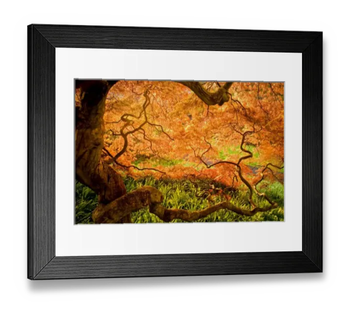 Framed Print : USA, Delaware, Wilmington. Japanese maple trees in Winterthur Gardens. Credit as