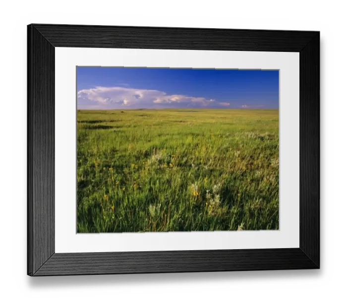 Framed Print : Short Grass Prairie in remote northeastern Montana Framed Print : Short Grass Prairie in remote northeastern Montana