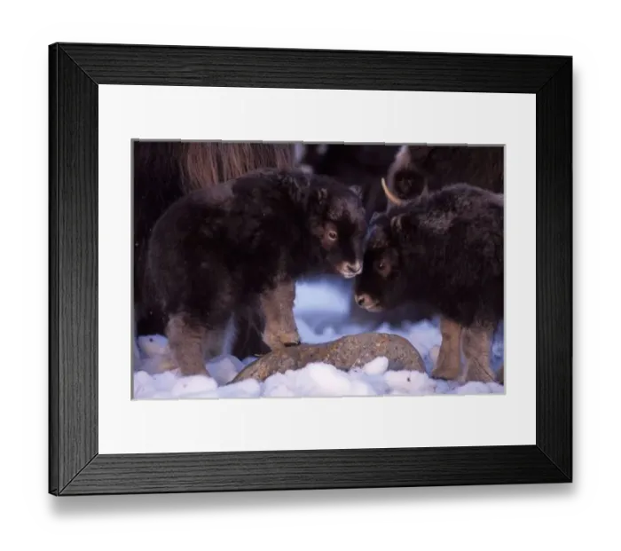 Framed Print : muskox, Ovibos moschatus, pair of newborn calves on the central Arctic coastal plain Framed Print : muskox, Ovibos moschatus, pair of newborn calves on the central Arctic coastal plain