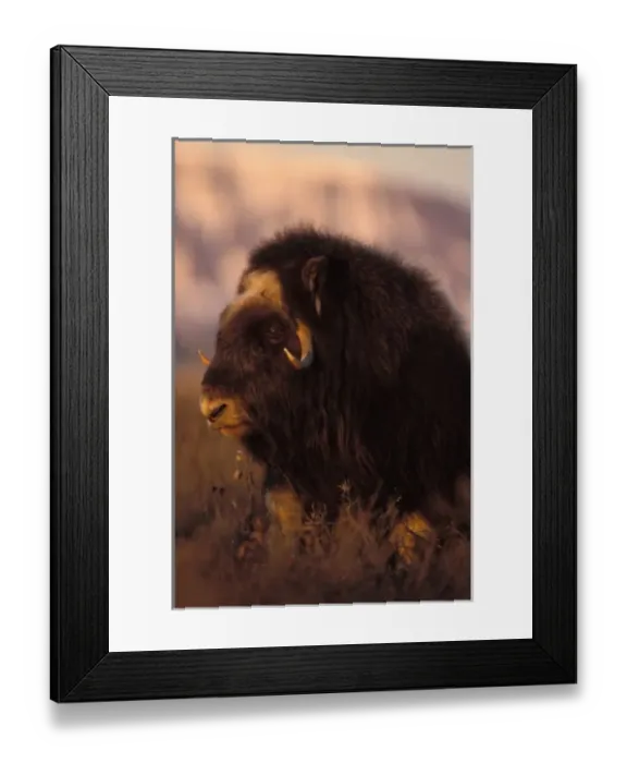 Framed Print : muskox, Ovibos moschatus, cow on the central Arctic coastal plain, North Slope of the Brooks Range