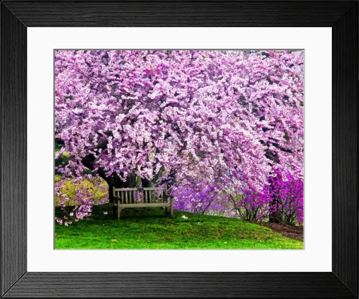 Framed Print : USA, Delaware, Wilmington. Wooden bench under cherry blossom tree in Winterthur Gardens
