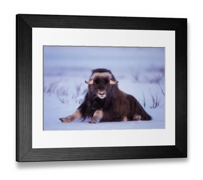Framed Print : muskox, Ovibos moschatus, young bull on the central Arctic coastal plain, North Slope