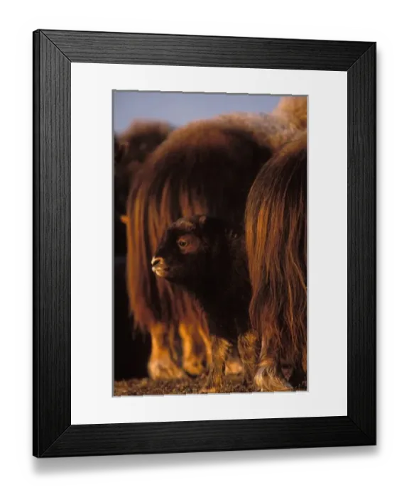 Framed Print : muskox, Ovibos moschatus, newborn calf between adults, central Arctic coastal plain