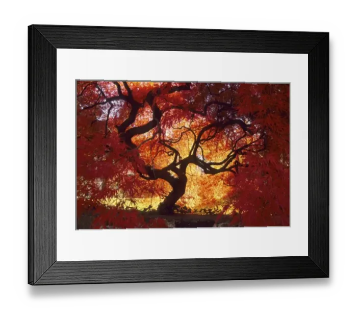 Framed Print : Connecticut: Darien, Japanese maple ( Acer palmatum ), October Framed Print : Connecticut: Darien, Japanese maple ( Acer palmatum ), October