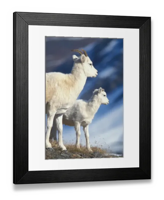 Framed Print : dall sheep, Ovis dalli, ewe and lamb on a hillside, North Slope of the Brooks Range