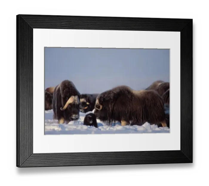 Framed Print : muskox, Ovibos moschatus, bull and cow with newborn calf, central Arctic coastal plain Framed Print : muskox, Ovibos moschatus, bull and cow with newborn calf, central Arctic coastal plain
