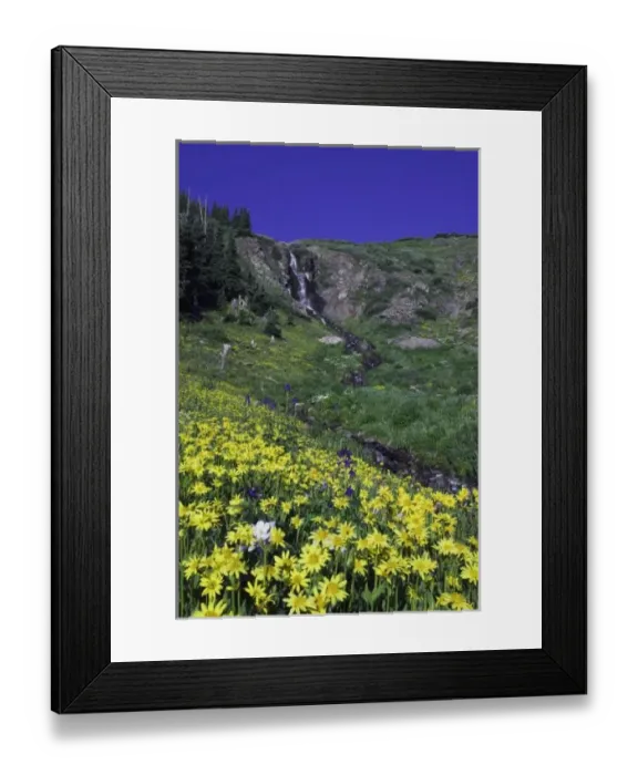 Framed Print : Waterfall and wildflowers in alpine meadow, Heartleaf Arnica, Arnica cordifolia, Ouray Framed Print : Waterfall and wildflowers in alpine meadow, Heartleaf Arnica, Arnica cordifolia, Ouray
