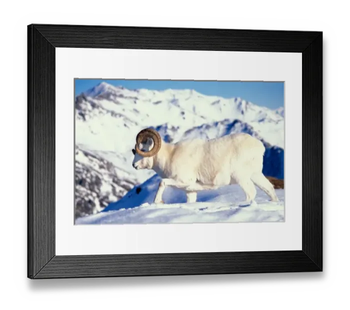 Framed Print : dall sheep, Ovis dalli, full curl ram on a snow-covered hillside in Denali National Park