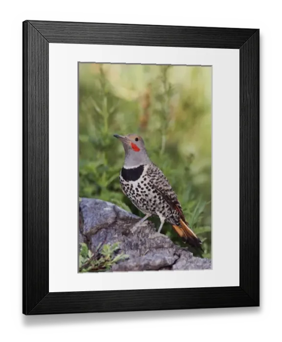 Framed Print : USA, North America, Colorado