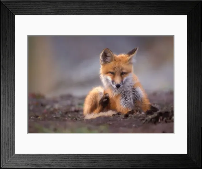Framed Print : red fox, Vulpes vulpes, pup scratching itself, 1002 coastal plain of the Arctic National