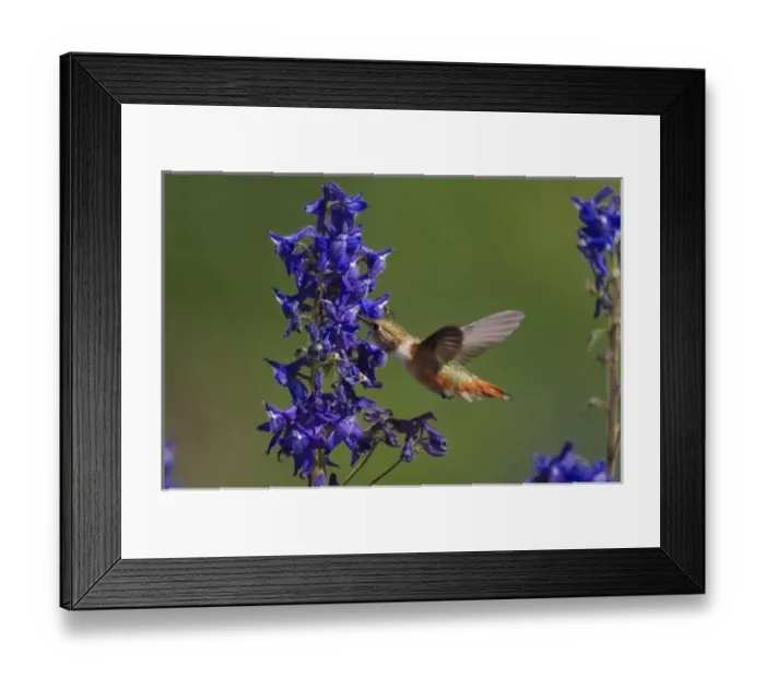 Framed Print : Rufous Hummingbird, Selasphorus rufus, female in flight drinking from Tall Larkspur Framed Print : Rufous Hummingbird, Selasphorus rufus, female in flight drinking from Tall Larkspur