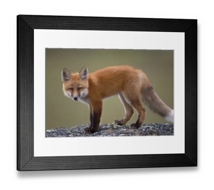 Framed Print : red fox, Vulpes