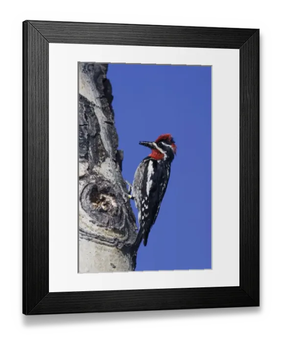 Framed Print : Red-naped Sapsucker, Sphyrapicus nuchalis, adult male color banded with ant prey on aspen tree Framed Print : Red-naped Sapsucker, Sphyrapicus nuchalis, adult male color banded with ant prey on aspen tree