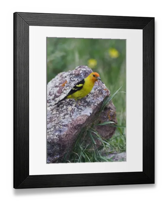 Framed Print : Western Tanager, Piranga ludoviciana, adult male with prey, Rocky Mountain National Park Framed Print : Western Tanager, Piranga ludoviciana, adult male with prey, Rocky Mountain National Park