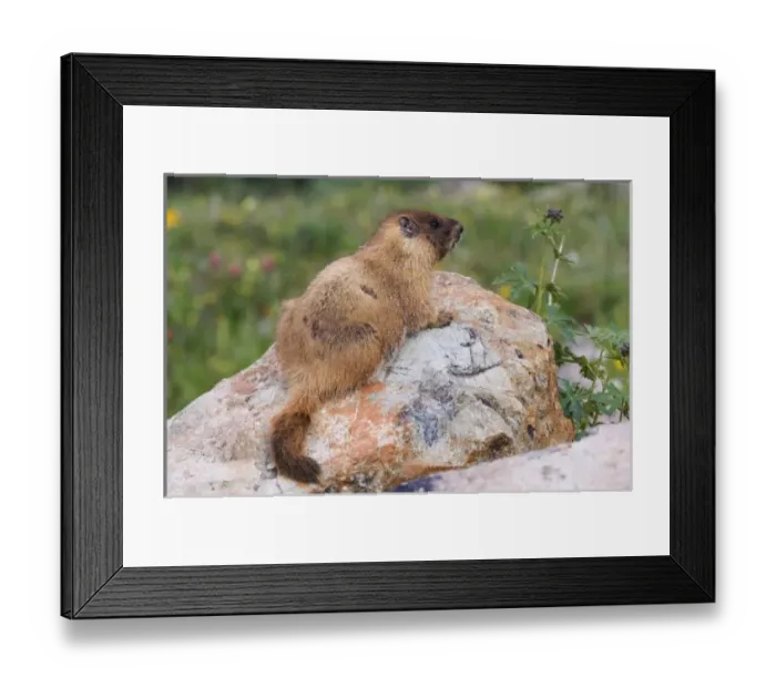 Framed Print : USA, North America, Colorado Framed Print : USA, North America, Colorado