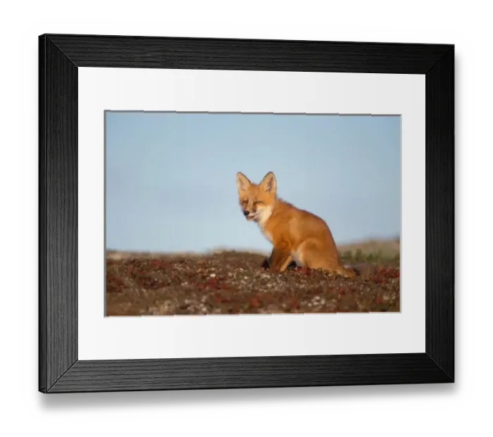 Framed Print : red fox, Vulpes vulpes, in fall colors along the central North Slope of the Brooks Range