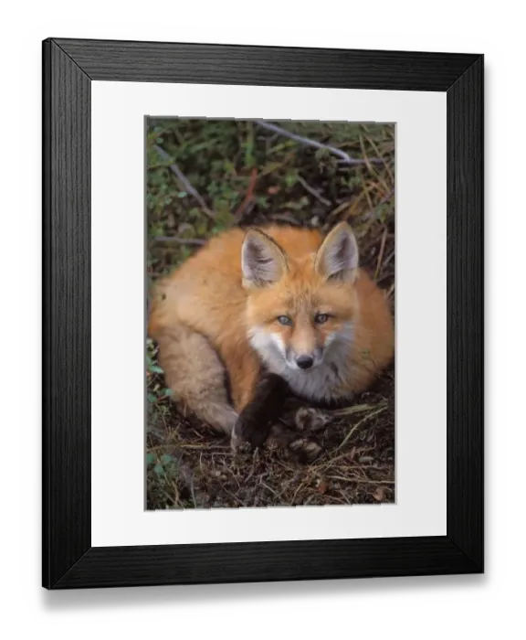 Framed Print : red fox, Vulpes