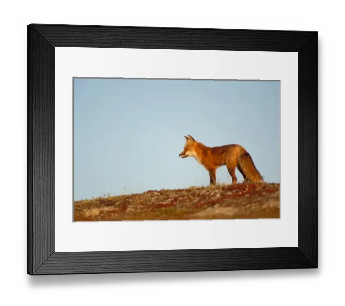 Framed Print : red fox, Vulpes vulpes, along the central North Slope of the Brooks Range, Arctic Alaska