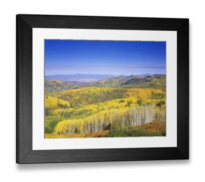 Framed Print : Routt National Forest in Autumn color, near Steamboat Springs, Colorado, USA Framed Print : Routt National Forest in Autumn color, near Steamboat Springs, Colorado, USA