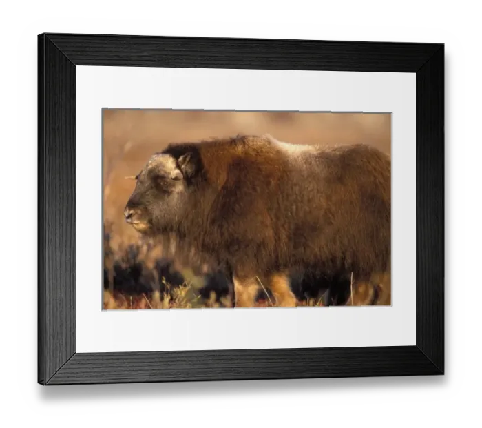 Framed Print : muskox, Ovibos