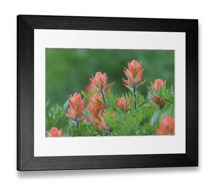 Framed Print : Indian Paintbrush, Castilleja miniata, Ouray, San Juan Mountains, Rocky Mountains Framed Print : Indian Paintbrush, Castilleja miniata, Ouray, San Juan Mountains, Rocky Mountains