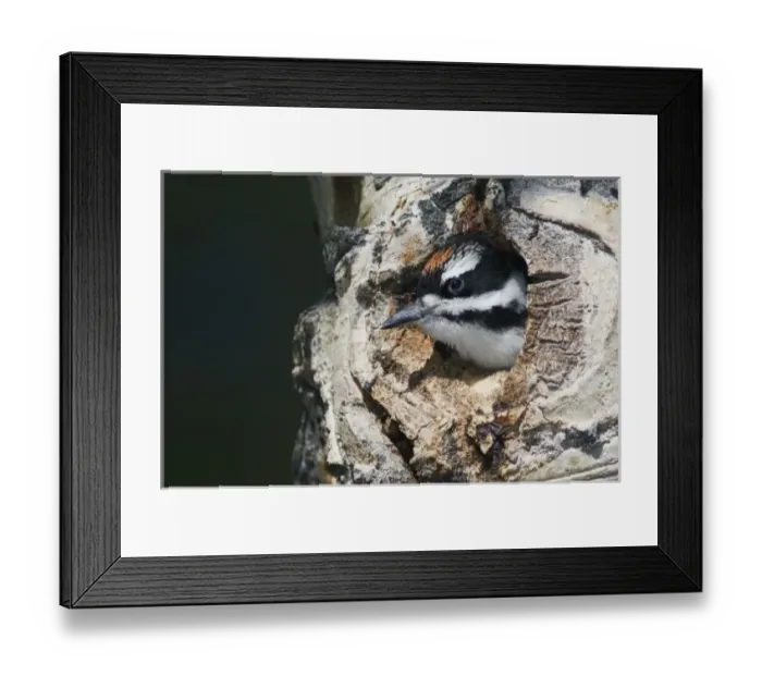 Framed Print : USA, North America, Colorado Framed Print : USA, North America, Colorado