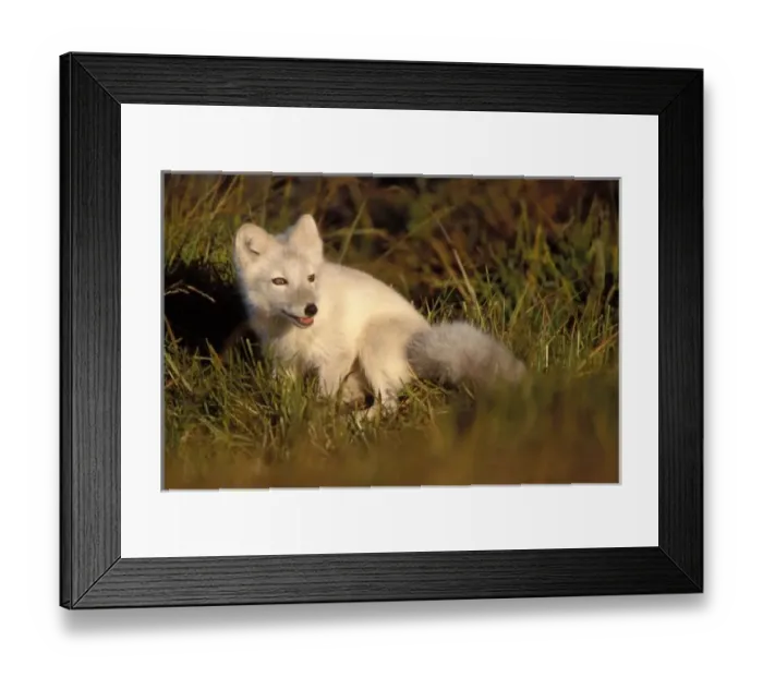 Framed Print : arctic fox, Alopex Framed Print : arctic fox, Alopex