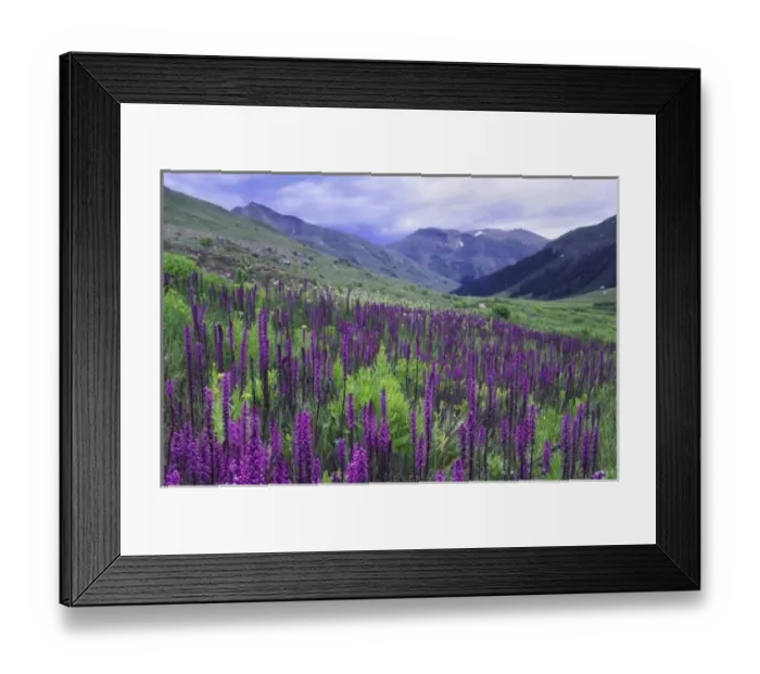 Framed Print : Mountains and wildflowers in alpine meadow, Elephanthead lousewort, Elephants Head Framed Print : Mountains and wildflowers in alpine meadow, Elephanthead lousewort, Elephants Head