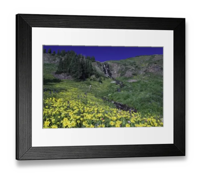Framed Print : Waterfall and wildflowers in alpine meadow, Heartleaf Arnica, Arnica cordifolia, Ouray
