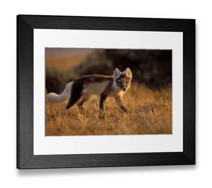 Framed Print : arctic fox, Alopex lagopus, coat changing from summer to winter, 1002 coastal plain