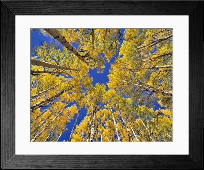 Framed Print : USA, Colorado, Aspen area. Aspen forest in fall color as seen from the forest floor, Colorado