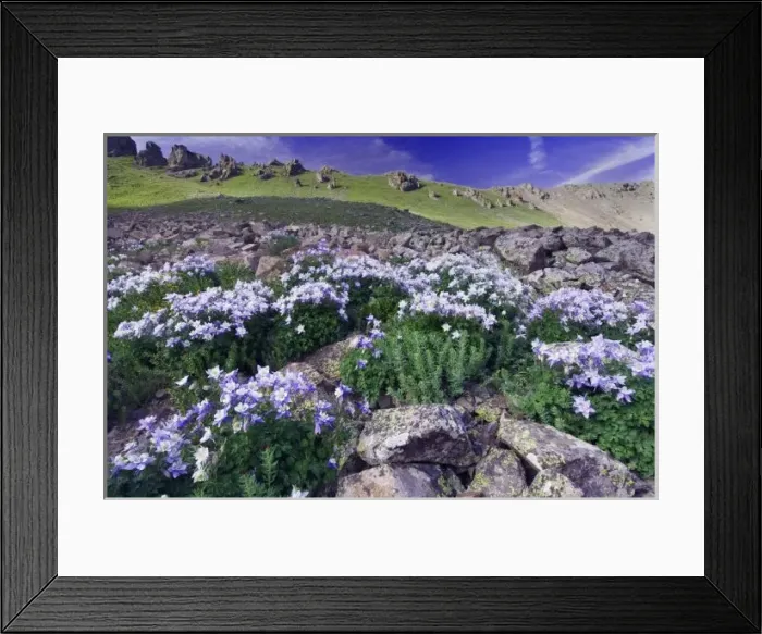 Framed Print : Mountains and wildflowers in alpine meadow, Blue Columbine, Colorado Columbine, Aquilegia coerulea