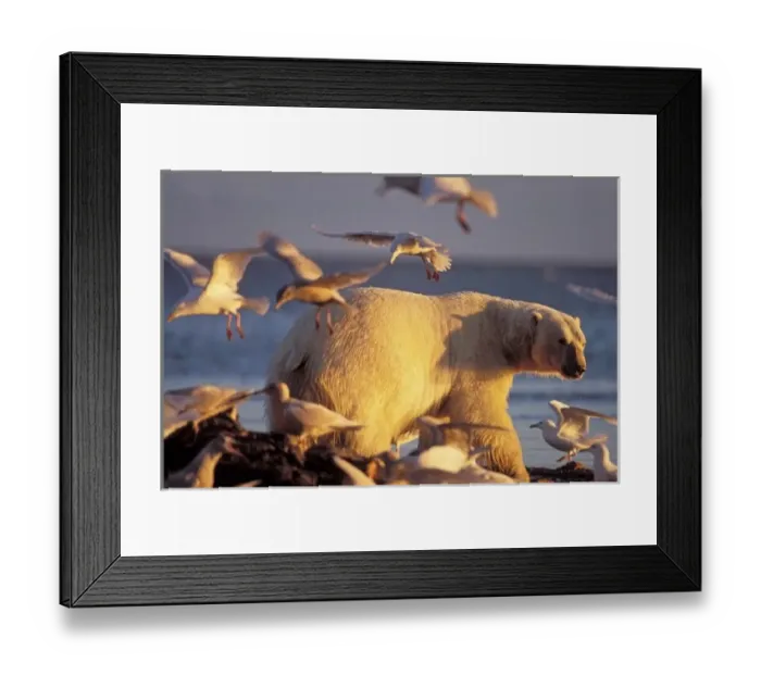 Framed Print : polar bear, Ursus maritimus, with glaucous-winged gulls, Larus glaucescens, 1002 Framed Print : polar bear, Ursus maritimus, with glaucous-winged gulls, Larus glaucescens, 1002