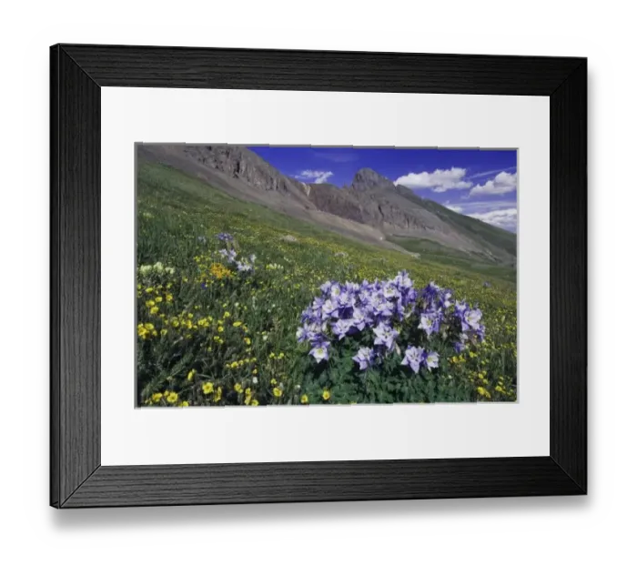 Framed Print : Mountains and wildflowers in alpine meadow, Blue Columbine, Colorado Columbine, Aquilegia coerulea