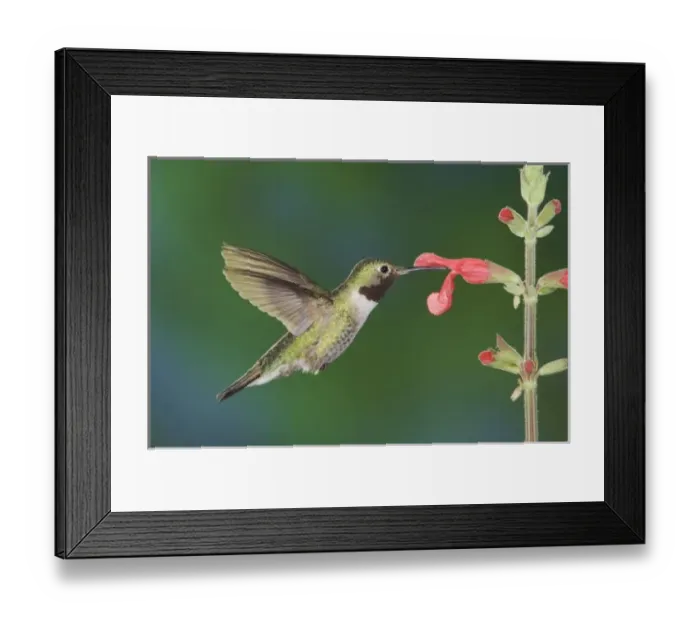 Framed Print : USA, North America, Colorado Framed Print : USA, North America, Colorado