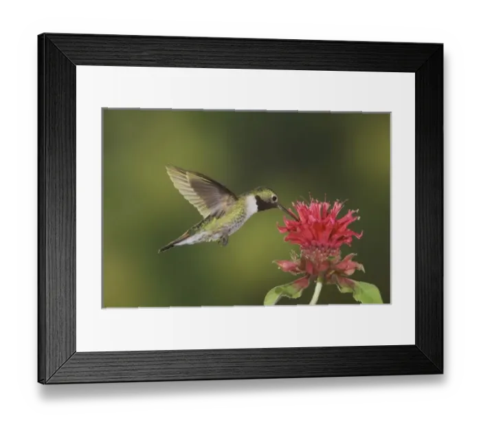 Framed Print : Broad-tailed Hummingbird, Selasphorus platycercus, male in flight feeding on Bee Balm
