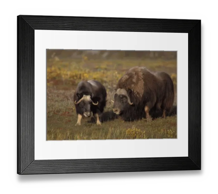Framed Print : muskox, Ovibos moschatus, bull and cow on the central Arctic coastal plain, North Framed Print : muskox, Ovibos moschatus, bull and cow on the central Arctic coastal plain, North