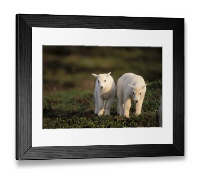 Framed Print : mountain goat Framed Print : mountain goat