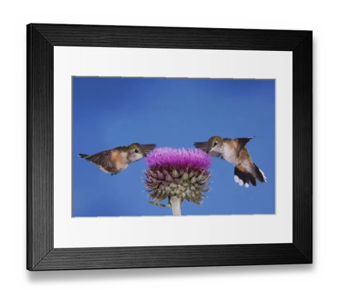 Framed Print : Broad-tailed Hummingbird, Selasphorus platycercus, females in flight feeding on Musk Thistle Framed Print : Broad-tailed Hummingbird, Selasphorus platycercus, females in flight feeding on Musk Thistle