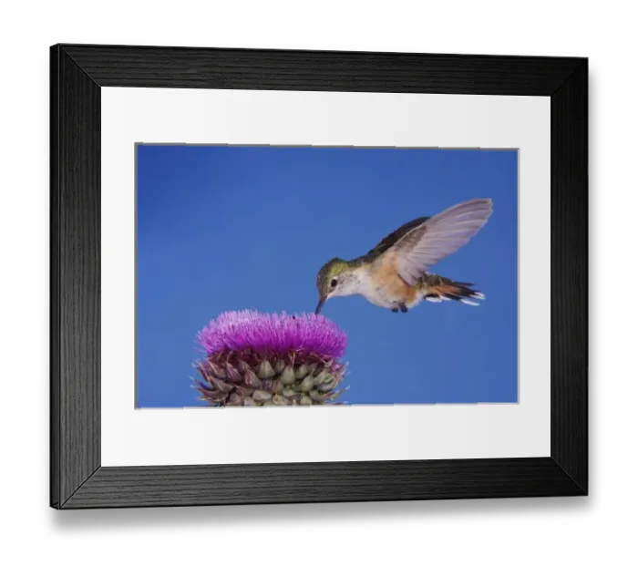 Framed Print : Broad-tailed Hummingbird, Selasphorus platycercus, female in flight feeding on Musk Thistle Framed Print : Broad-tailed Hummingbird, Selasphorus platycercus, female in flight feeding on Musk Thistle