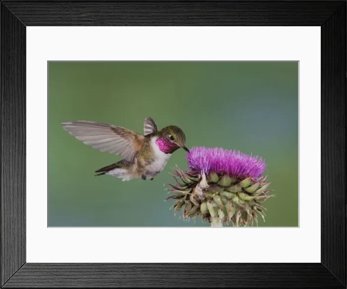 Framed Print : Broad-tailed Hummingbird, Selasphorus platycercus, male in flight feeding on Musk Thistle