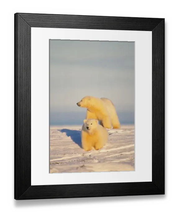 Framed Print : polar bear, Ursus maritimus, sow with cub walking on the pack ice, 1002 coastal plain Framed Print : polar bear, Ursus maritimus, sow with cub walking on the pack ice, 1002 coastal plain