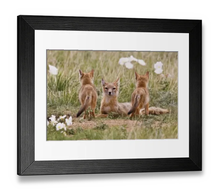 Framed Print : Swift Fox (Vulpes Framed Print : Swift Fox (Vulpes