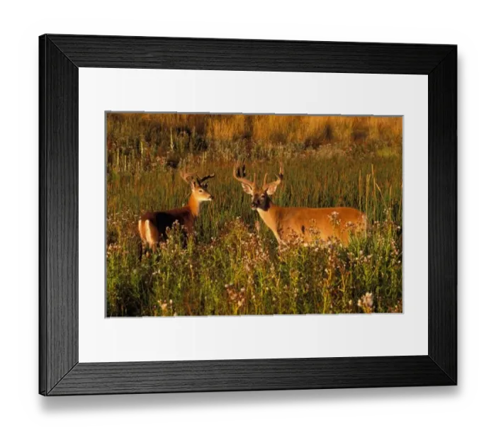 Framed Print : North America, USA, Montana, National Bison Range, White-tailed deer (Odocoileus Framed Print : North America, USA, Montana, National Bison Range, White-tailed deer (Odocoileus