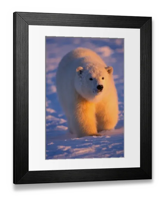 Framed Print : polar bear, Ursus maritimus, cub on the pack ice at sunset, 1002 area of the Arctic Framed Print : polar bear, Ursus maritimus, cub on the pack ice at sunset, 1002 area of the Arctic