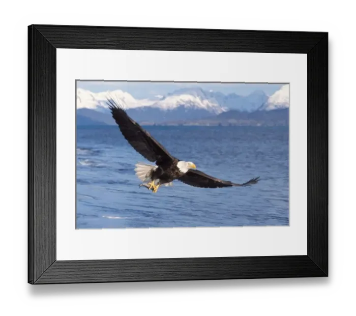 Framed Print : bald eagle, Haliaeetus leucocephalus, in flight with a fish in its talons, Kachemak bay